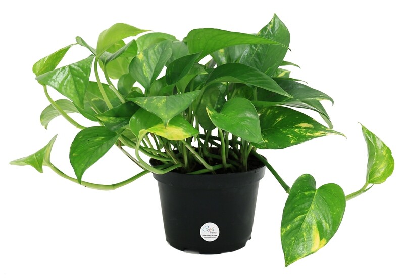 Costa Farms Live Indoor 10in. Pothos, Grower Pot