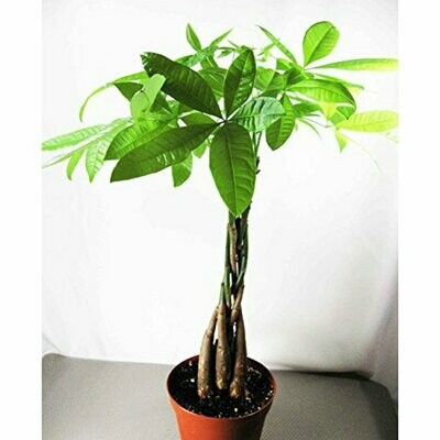 9GreenBox - Rare Mini Pachira Five Braided Tree Bring Luck Pachira Houseplant Bonsai