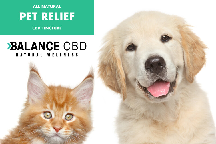 CBD for Pets