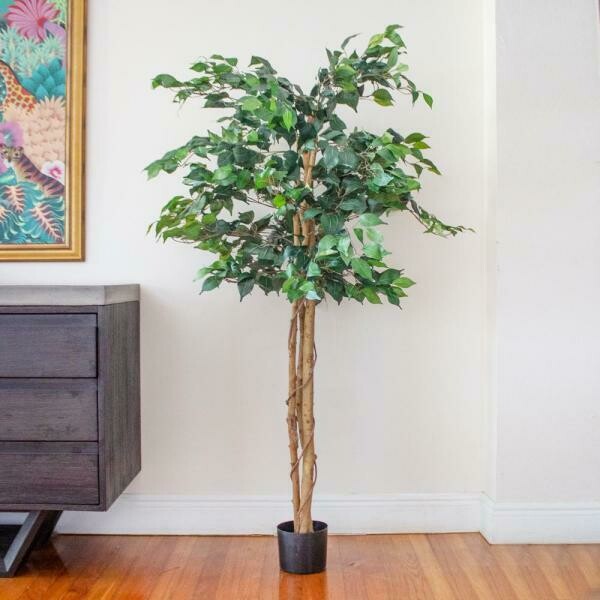 5 ft. High Indoor Ficus Tree