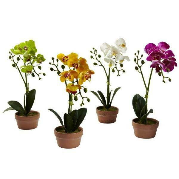 Phalaenopsis Orchid with Clay Vase (Set of 4)