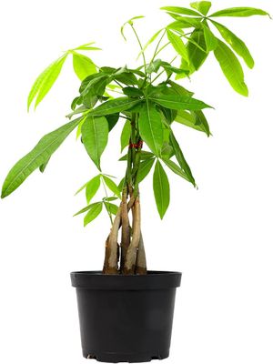 Live Money Tree Plant (Pachira Aquatica): 6-inch Pot for Bonsai &amp; Feng Shui | Pet-Friendly Houseplant