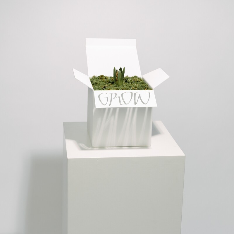 GROW BOX - MAUD BEKAERT