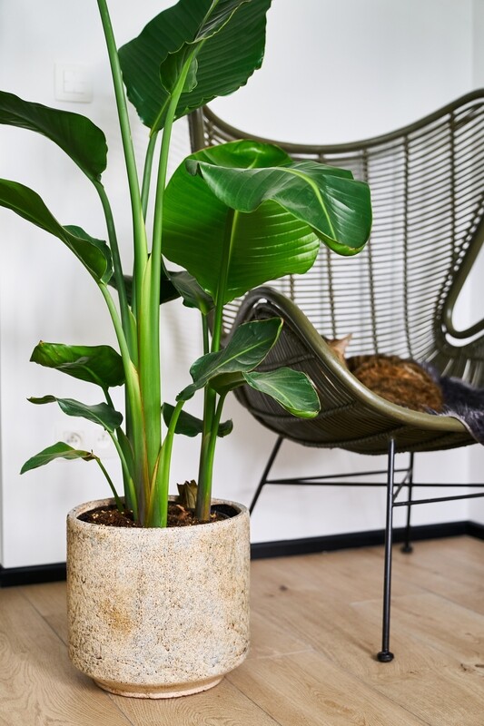 FRACTURE PLANTER - PISTACHE
