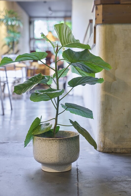 UMBRA PLANTER - CREME
