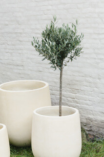 CASUAL PLANTER - BEIGE