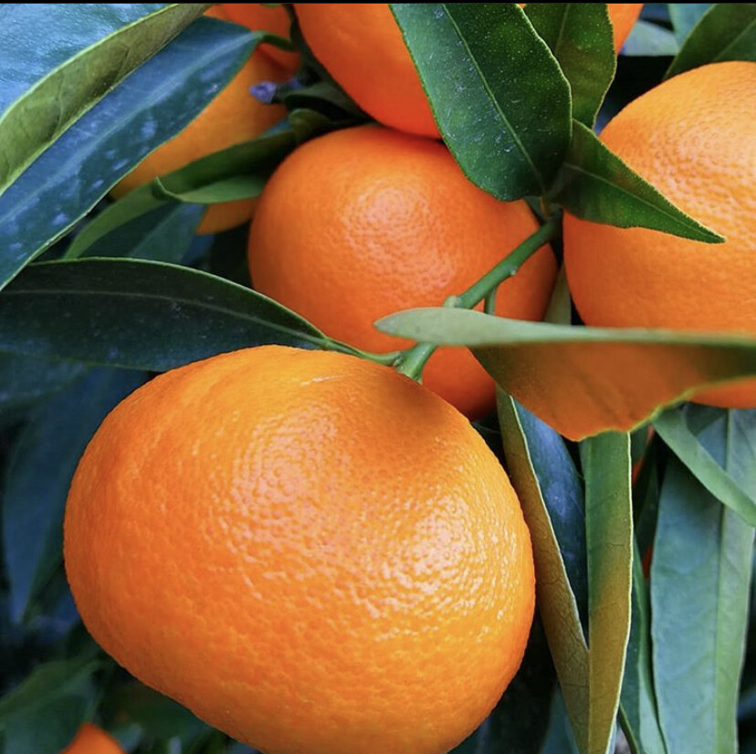 Clementine IGP Kg 9,5 Disponibili da OTTOBRE a GENNAIO