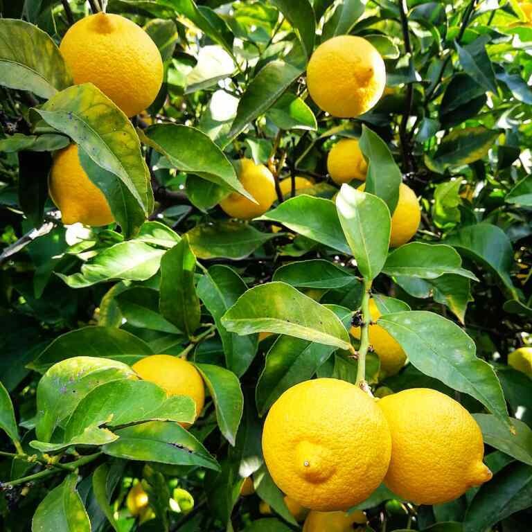 Limoni Kg 9,5 Disponibili da OTTOBRE a MAGGIO
