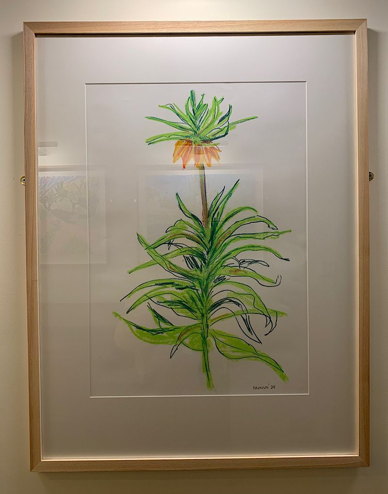 Benton End Catalogue, room 4- Crown Imperial sketch 4