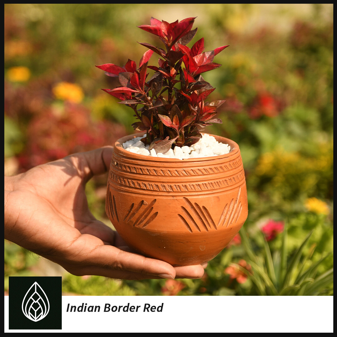 Dwarf Copper Leaf, Indian Border Plant ( মাটি কন্দুরি /ইন্ডিয়ান বর্ডার)
