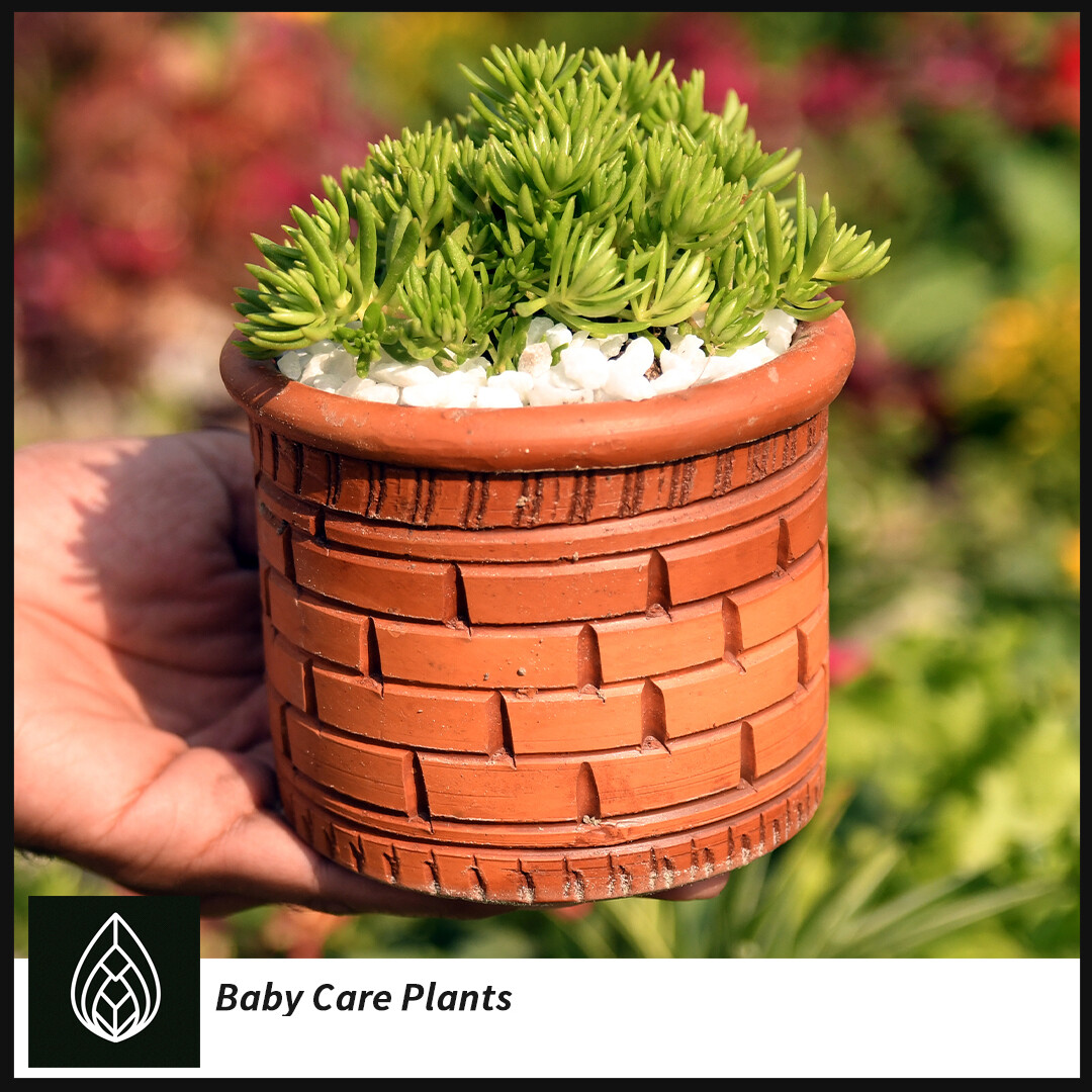 Baby Care Plant(বেইবি কেয়ার)