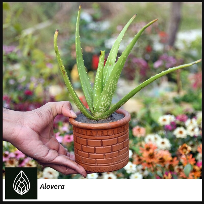 Aloe Vera (ঘৃতকুমারী)