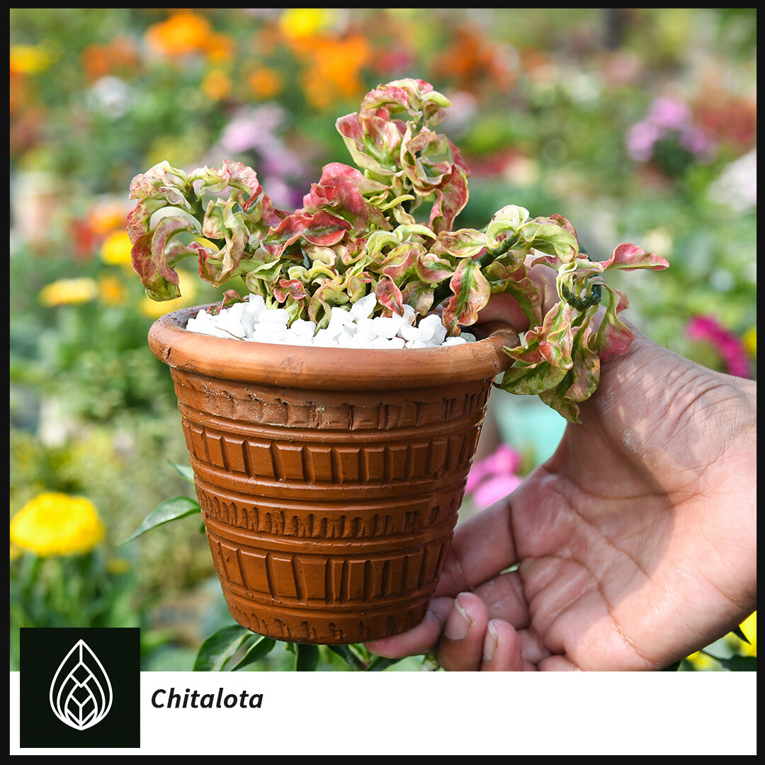 Chita Lota (চিতা লতা) / Pedilanthus &quot;Curly Pink&quot;