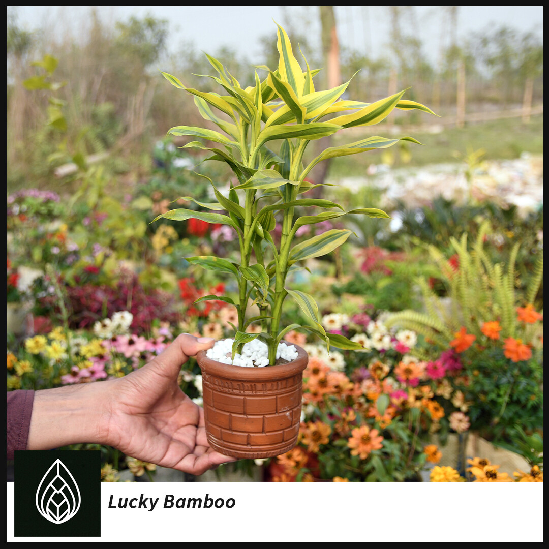 Lucky bamboo with clay pot(লাকি বেম্বো)