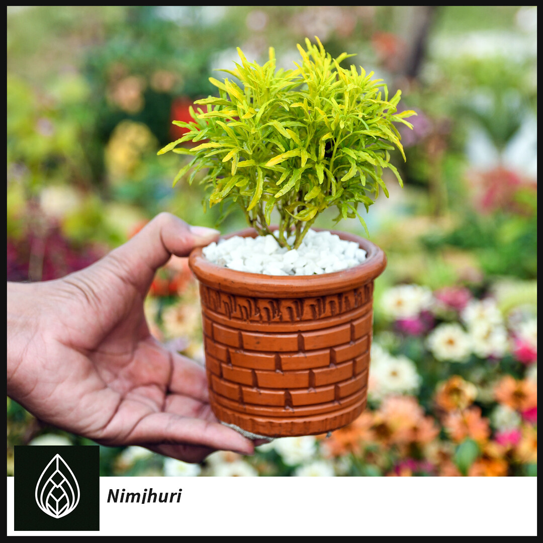 Nimjhuri Bonsai (নিমঝুরি বনসাই)