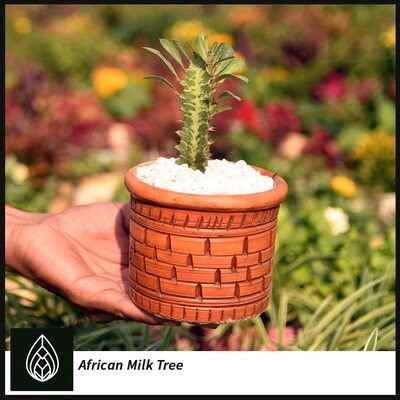 African Milk Tree / Angled Cactus (কেগোটাস)
