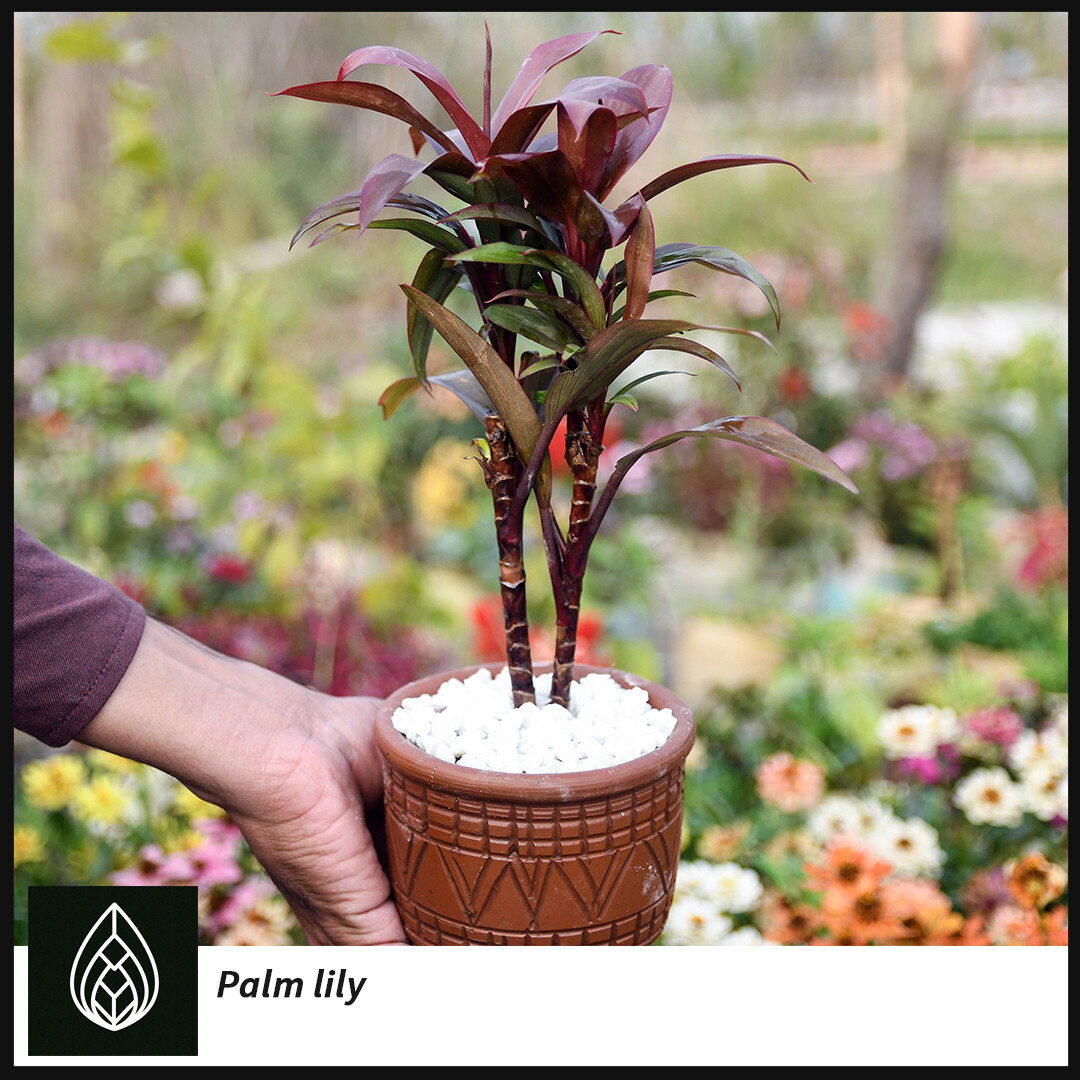 Ti plant/ palm lily/ Cabbage palm (অগ্নীশ্বর)