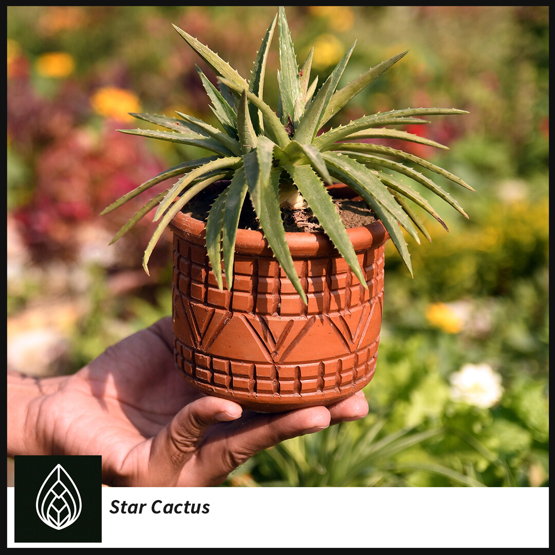 Star Cactus | Sawblade cactus | Pineaple Dyckia (স্টার ক্যাক্টাস)