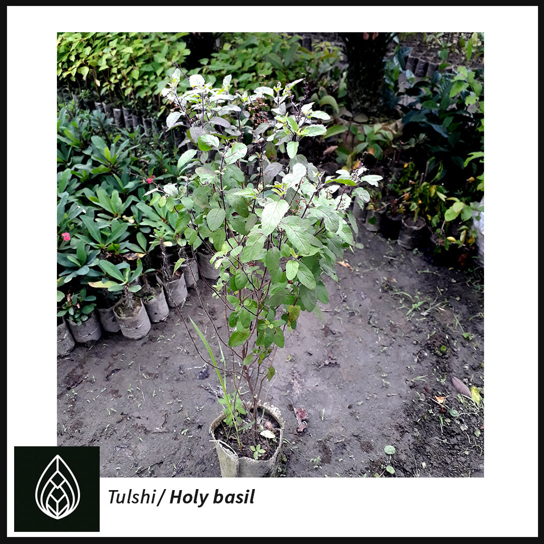 Holy Basil/ Tulsi Plant (তুলসী)