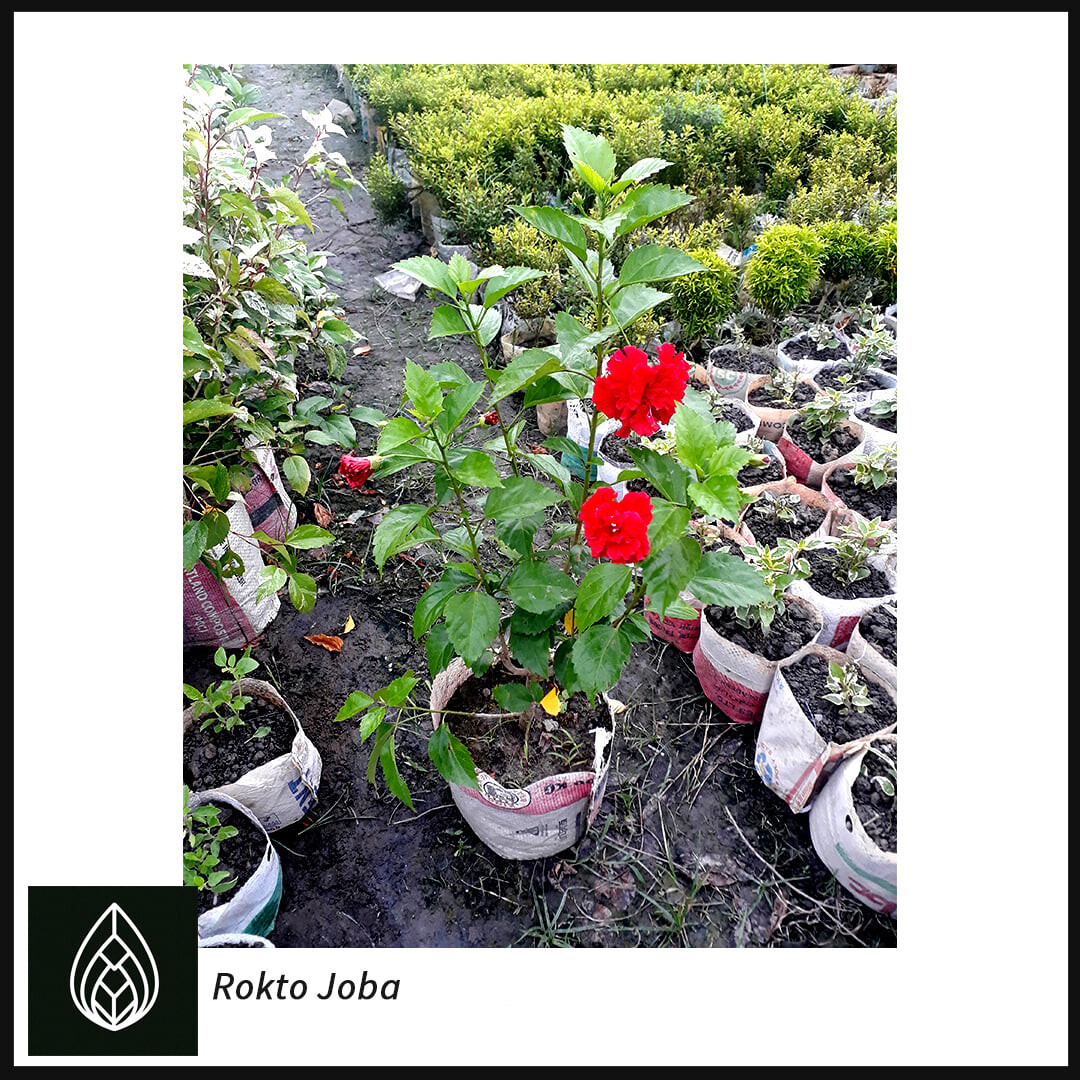 Hibiscus rosa-sinensis (রক্ত জবা)
