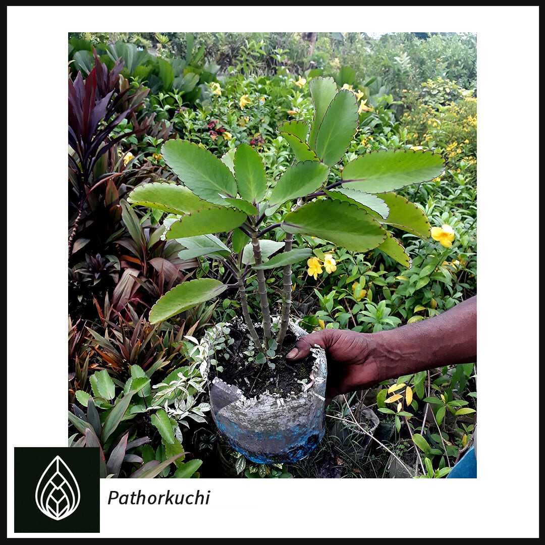 Kalanchoe pinnata (পাথরকুচি)