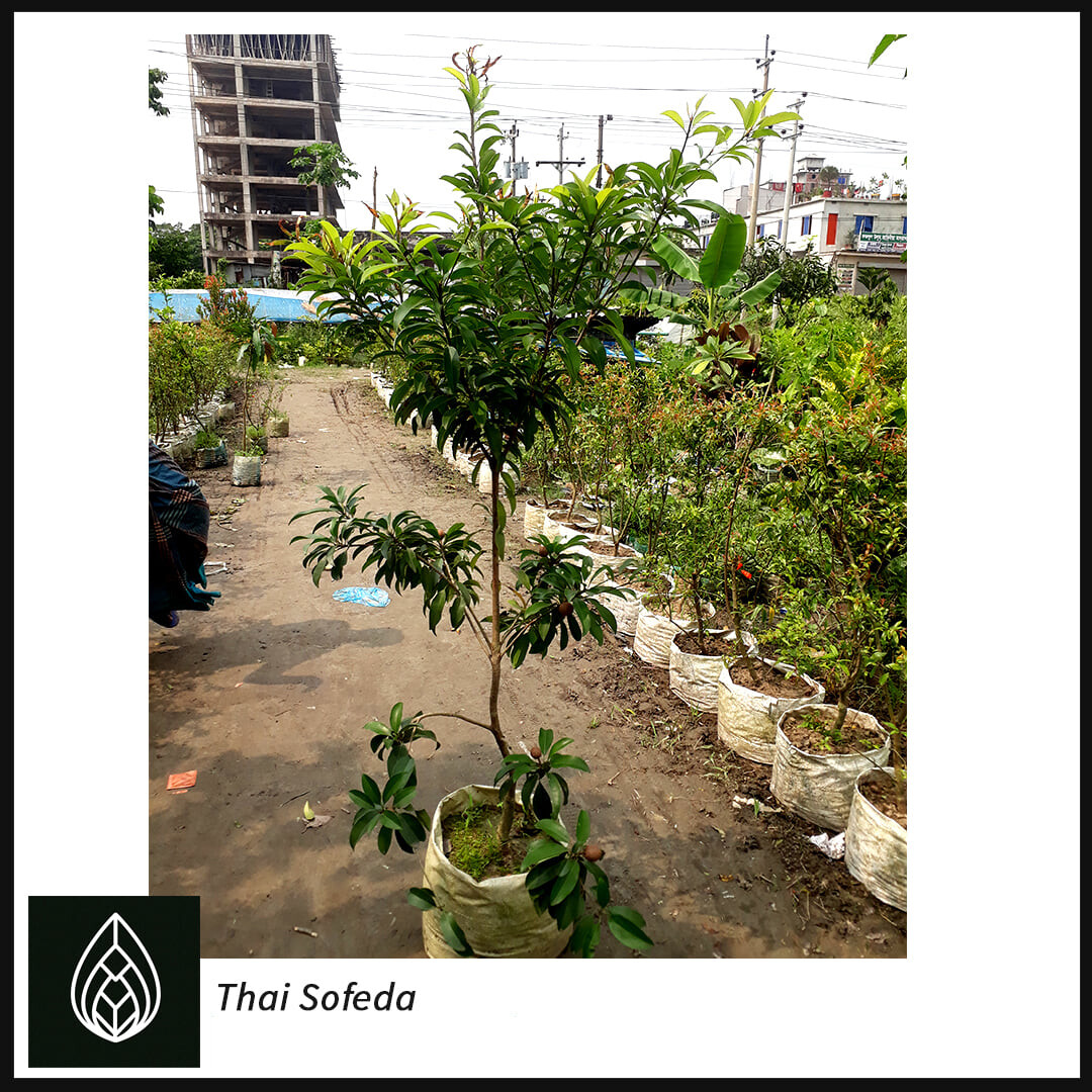 Sapodilla/Manilkara zapota (সফেদা)