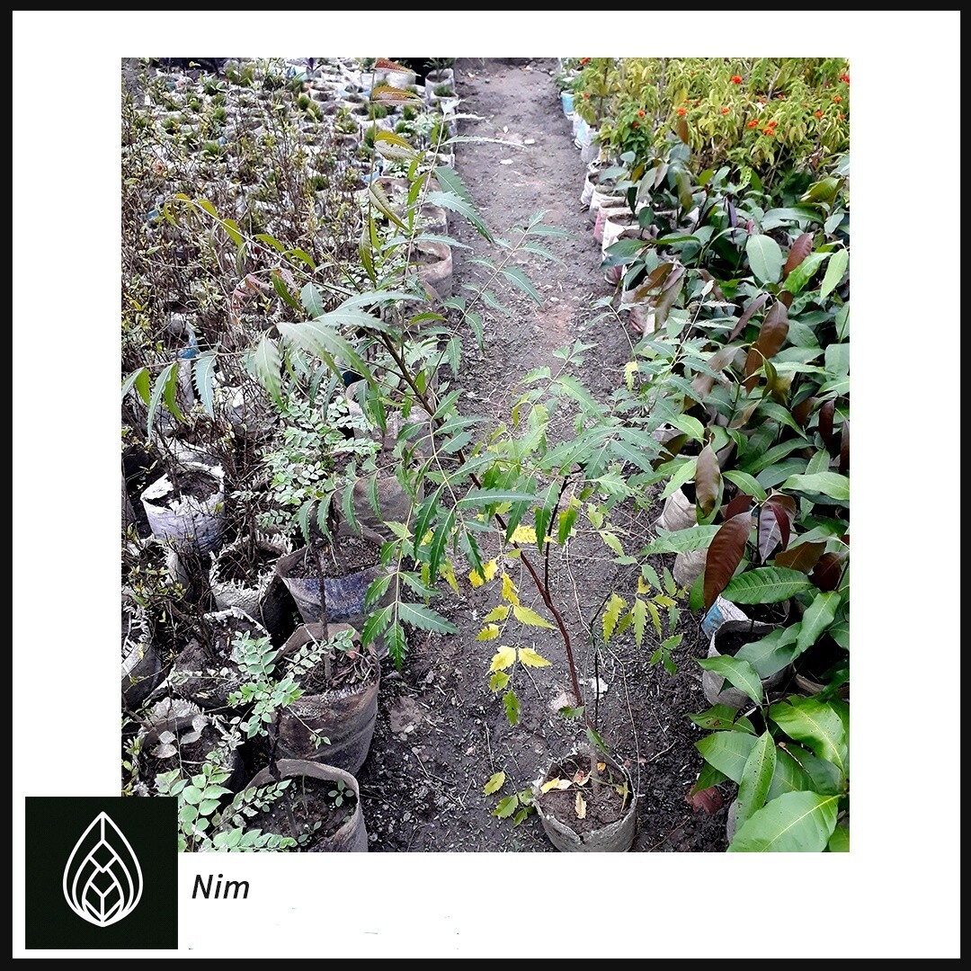 Neem (নিম)