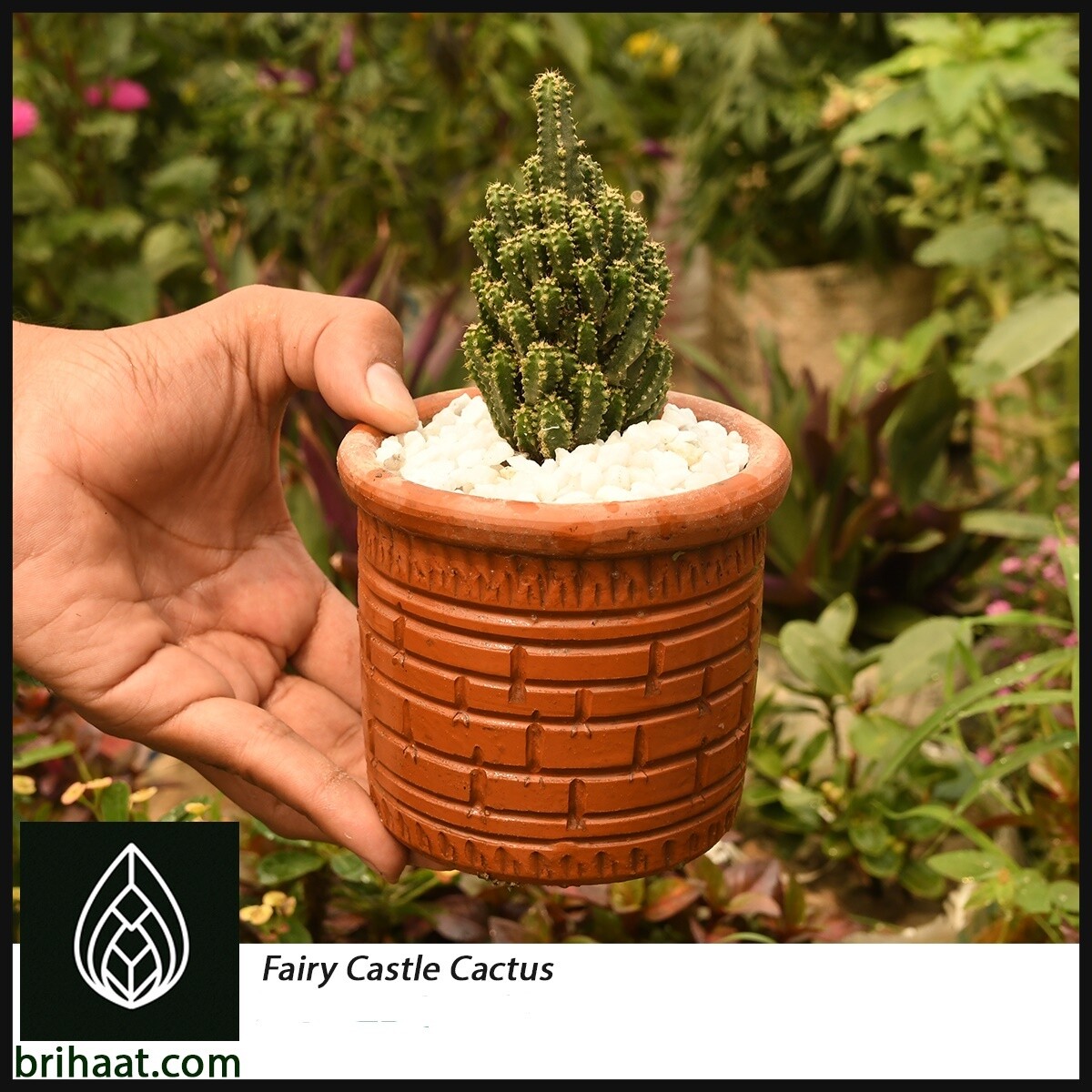 Fairy Castle Cactus (ফেইরি ক্যাসল ক্যাকটাস)