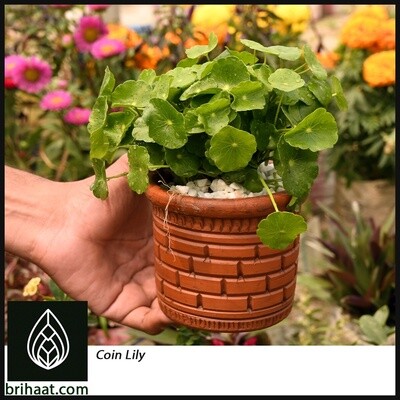 Coin lily/ Chinese Money plant (পয়সা লিলি)