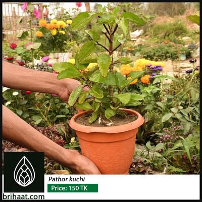 Kalanchoe pinnata (পাথরকুচি)