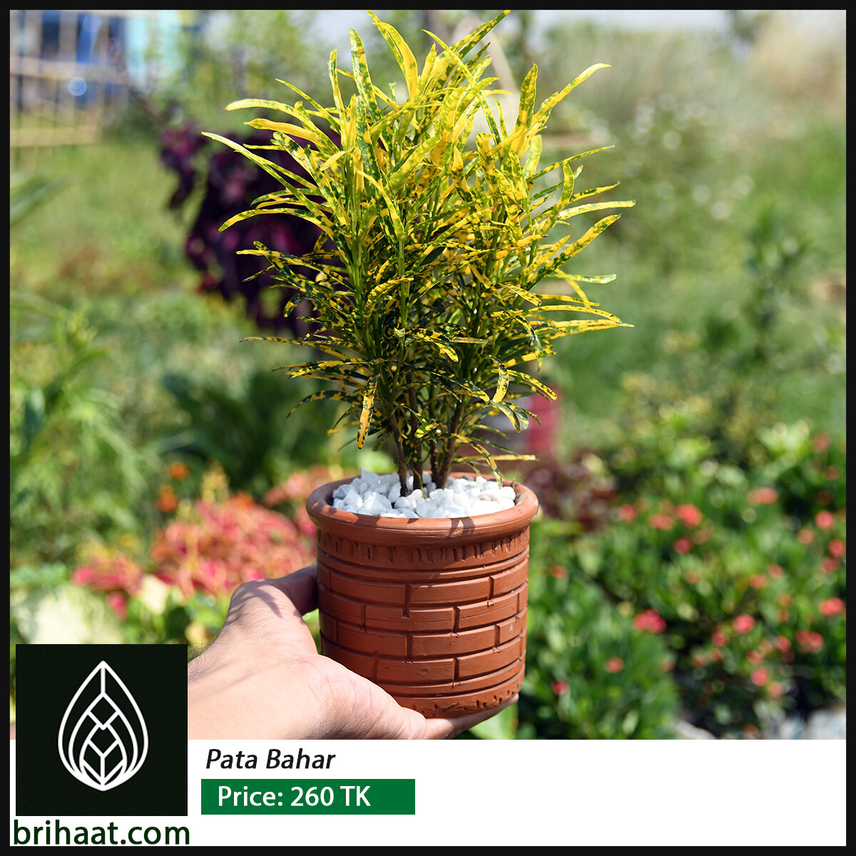 Crotons/ Pata Bahar/ হলুদ পাতা বাহার