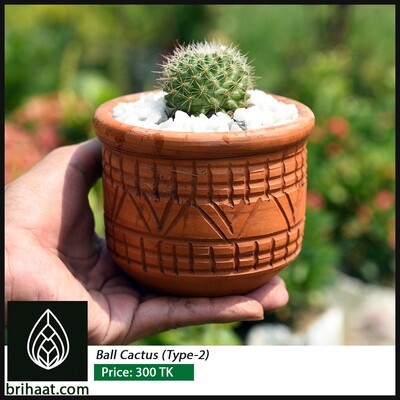 Ball cactus (T2) / বল ক্যাকটাস