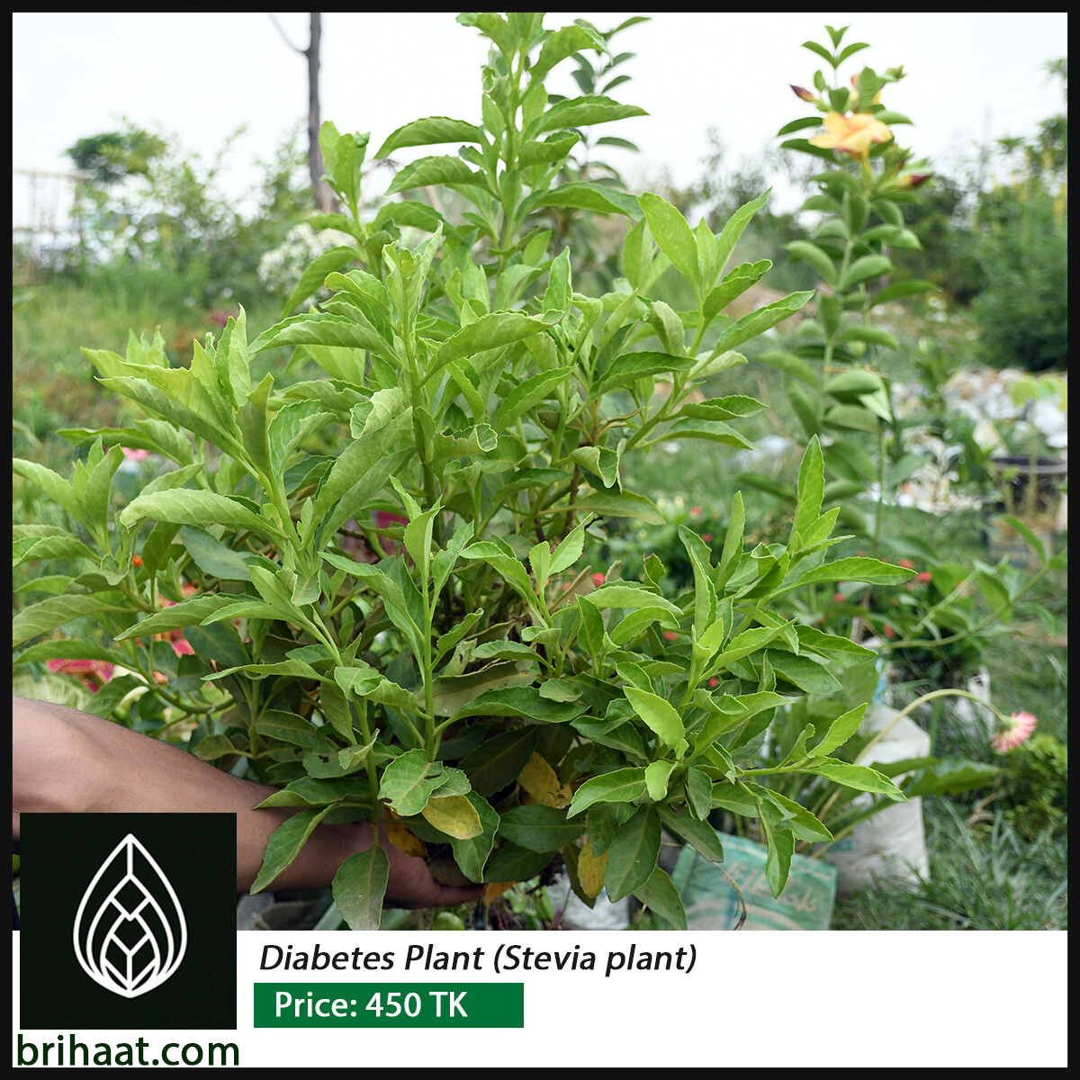 Diabetis Plant / Stevia plant (ডায়াবেটিস পাতা)