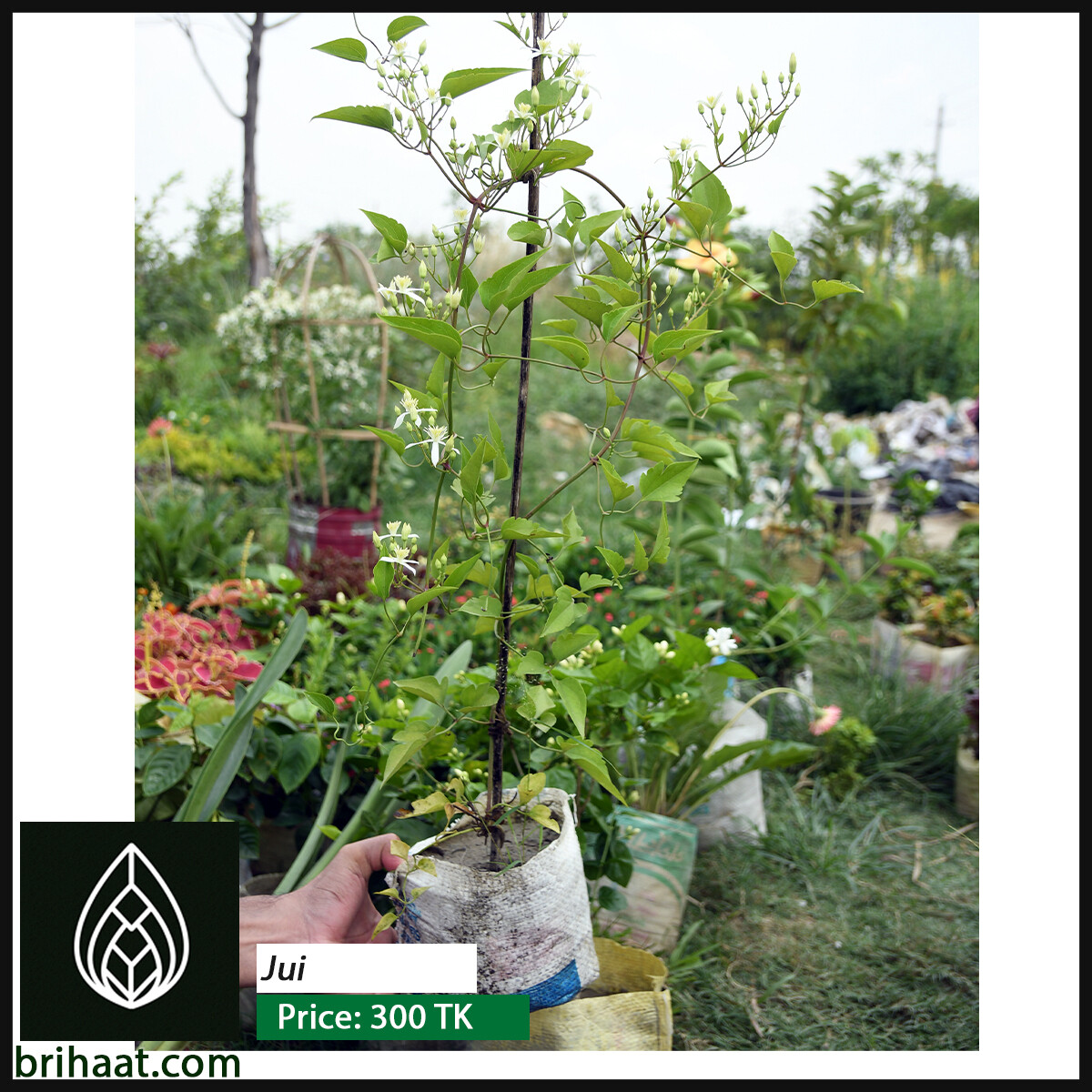 Jasmine (জুঁই ফুল)