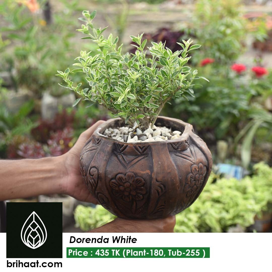 Dorenda green/ Fortune's spindle with hari tub