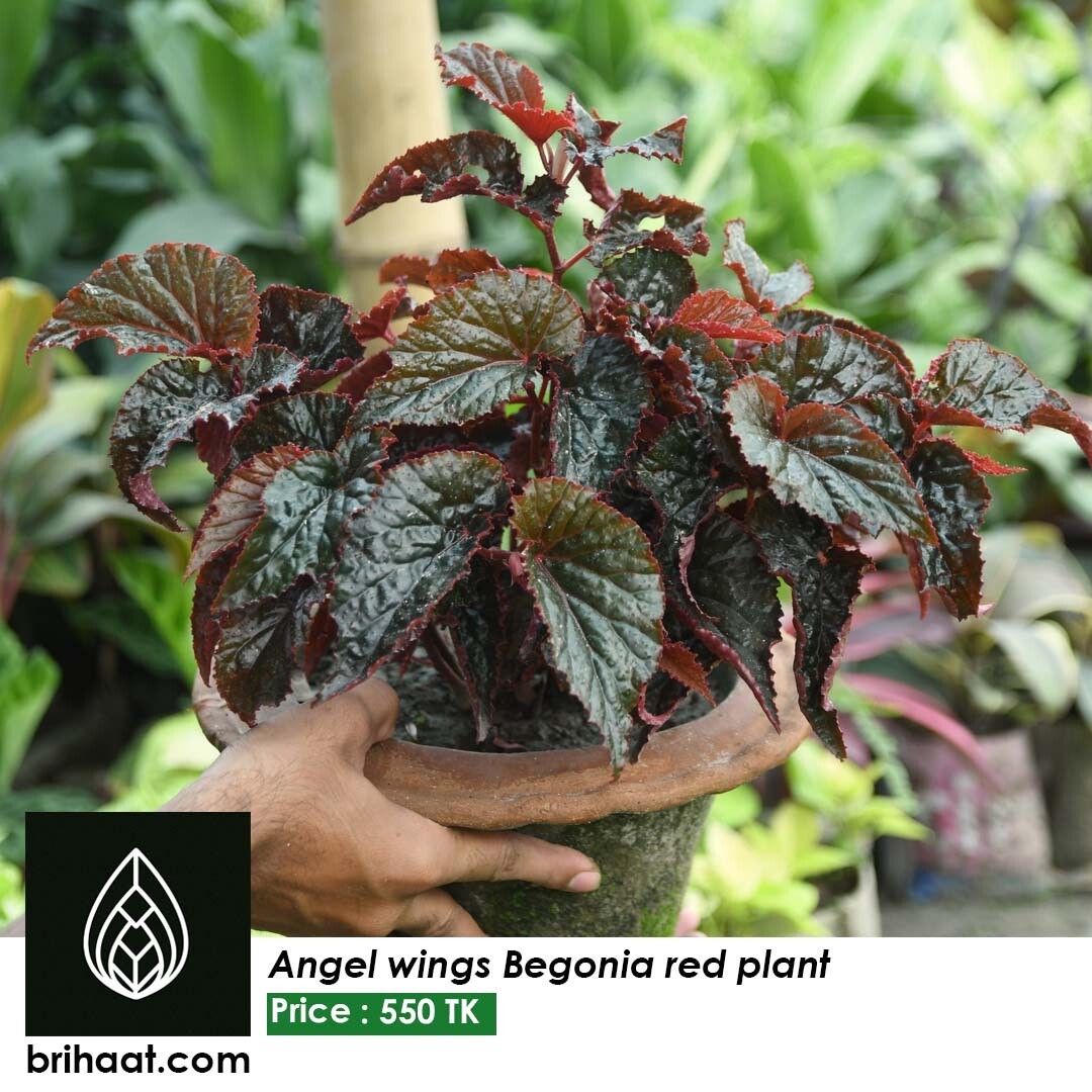 Angel Wings Begonia