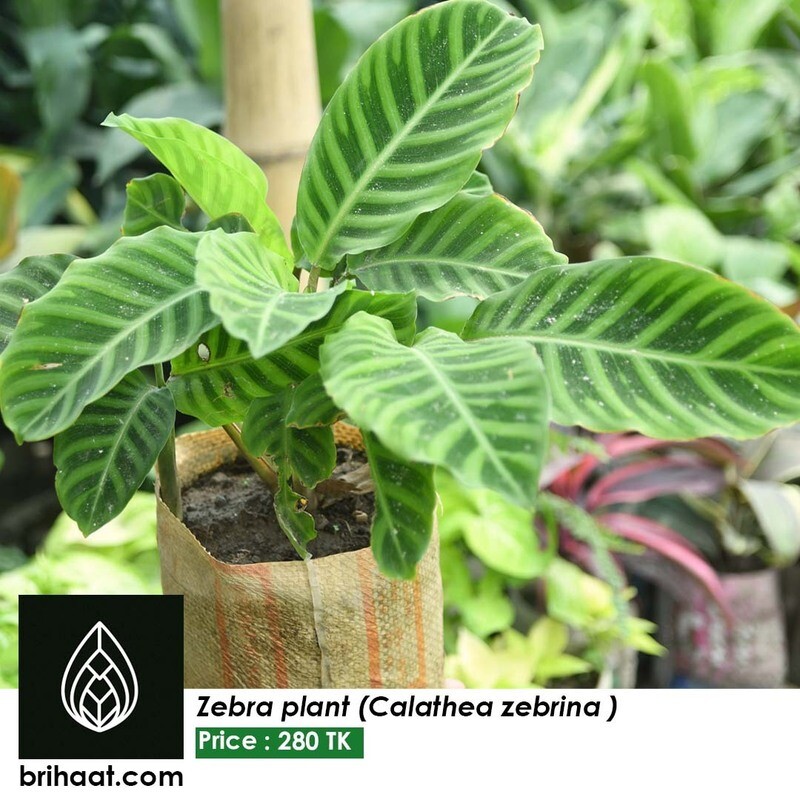 Calathea Zebrina (Zebra Plant) | জেব্রা গাছ