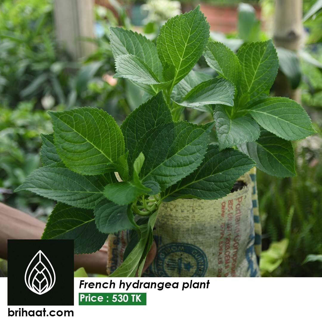 French Hydrangea Plant
