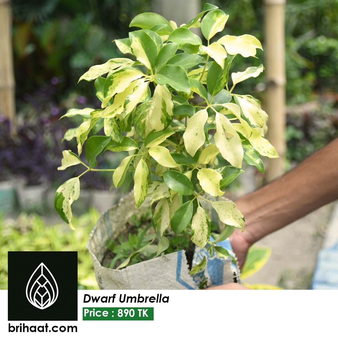 Dwarf Umbrella Tree