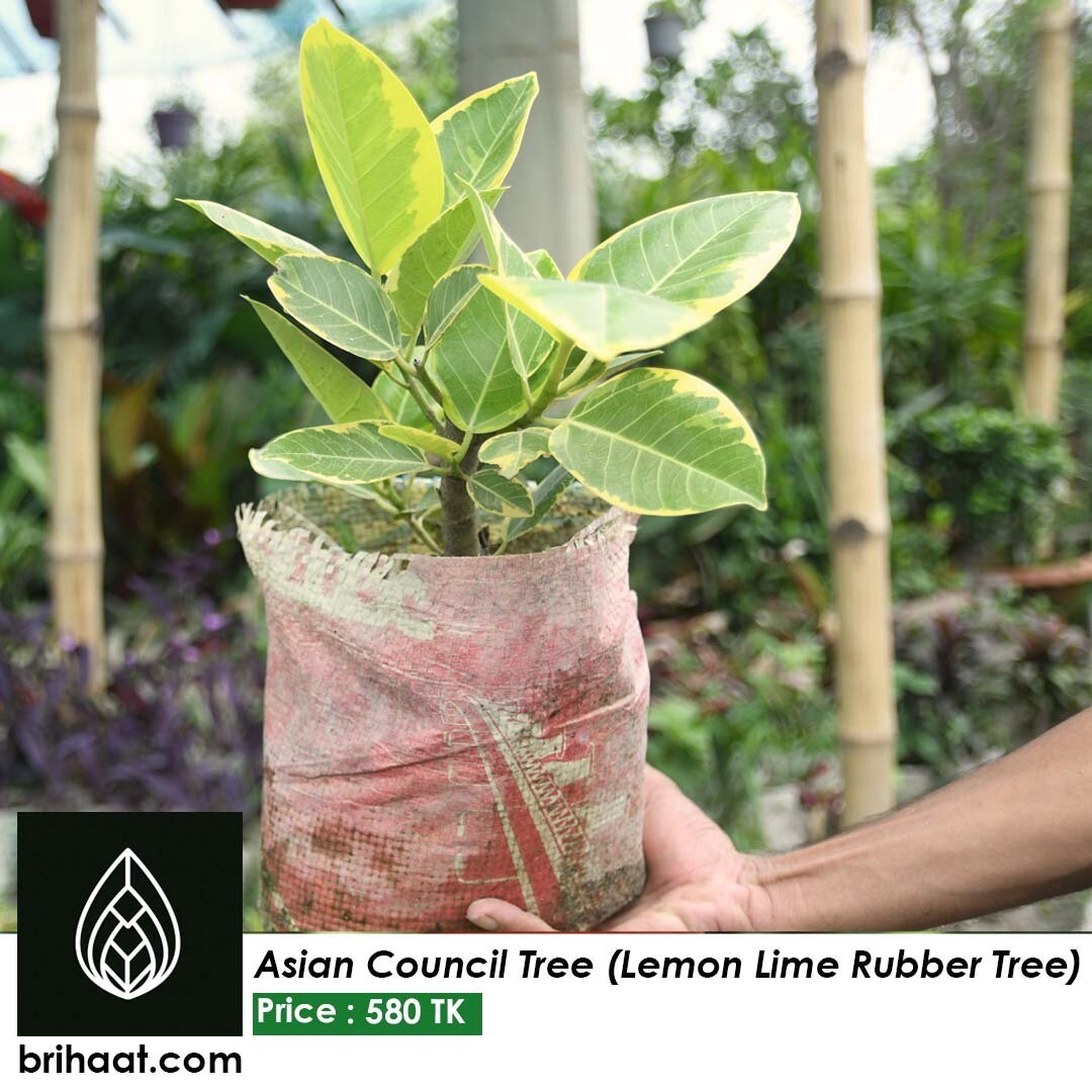 Asian Council Tree (Lemon Lime Rubber Tree) | Thai Bot Bonsai