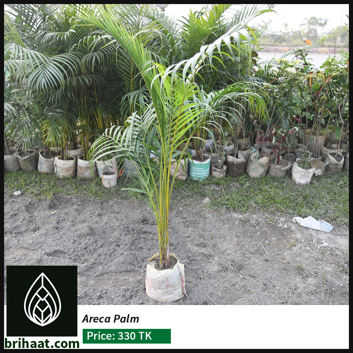 Air Purifying Indoor Plants Combo with Tub