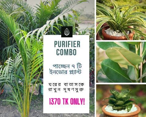 Air purifying Indoor Plants Combo with tub