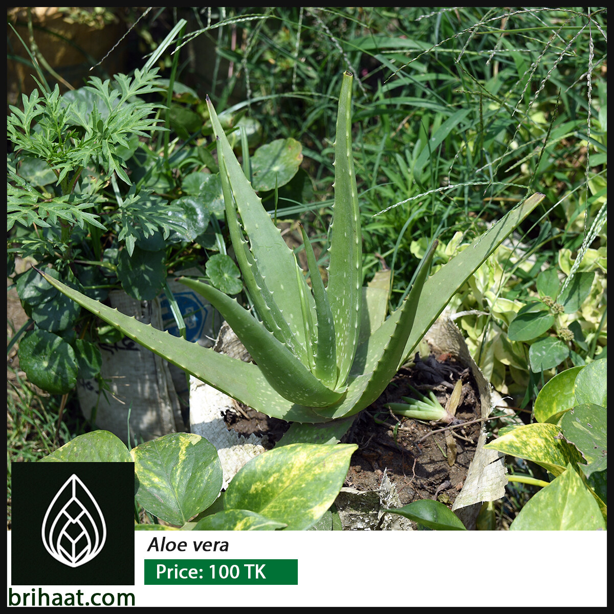 Air Purifying Indoor Plants Combo with Tub