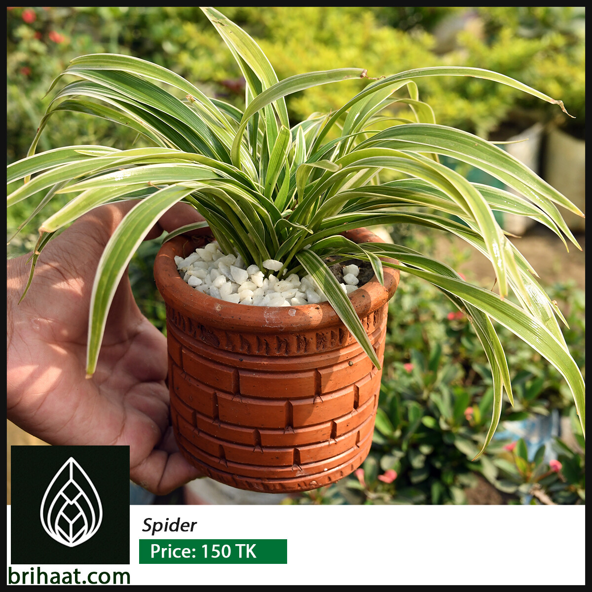 Air Purifying Indoor Plants Combo with Tub