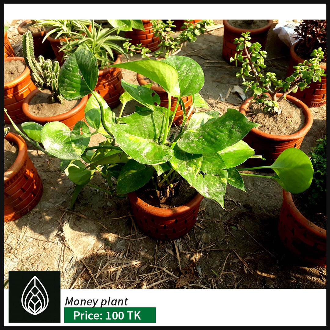 Air Purifying Indoor Plants Combo with Tub