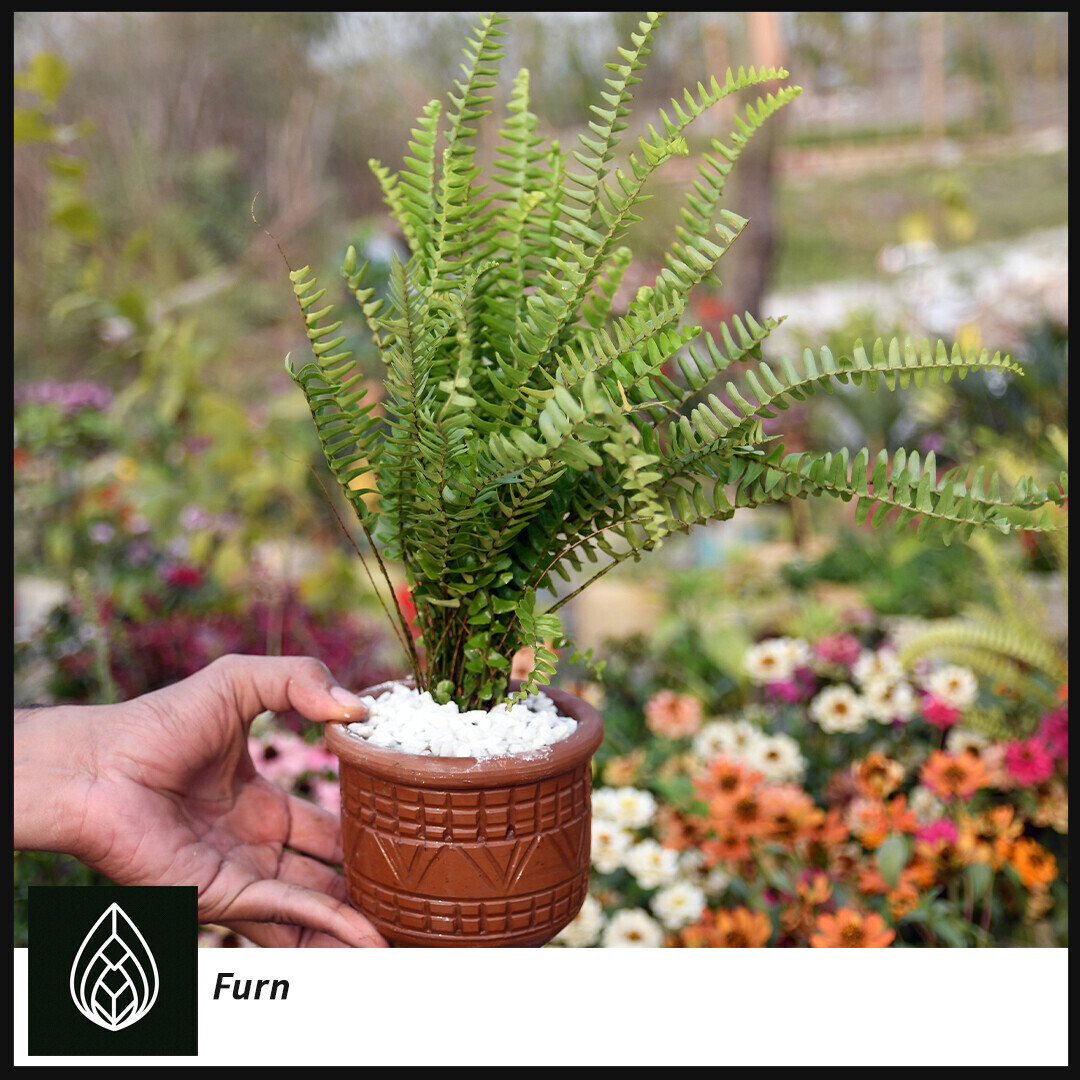 Air Purifying Indoor Plants Combo with Tub