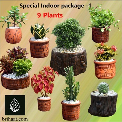 Special Indoor package-1