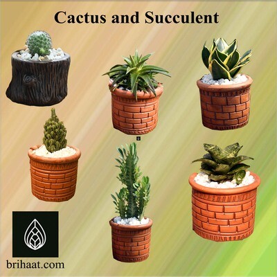 Cactus and Succulent Set-1