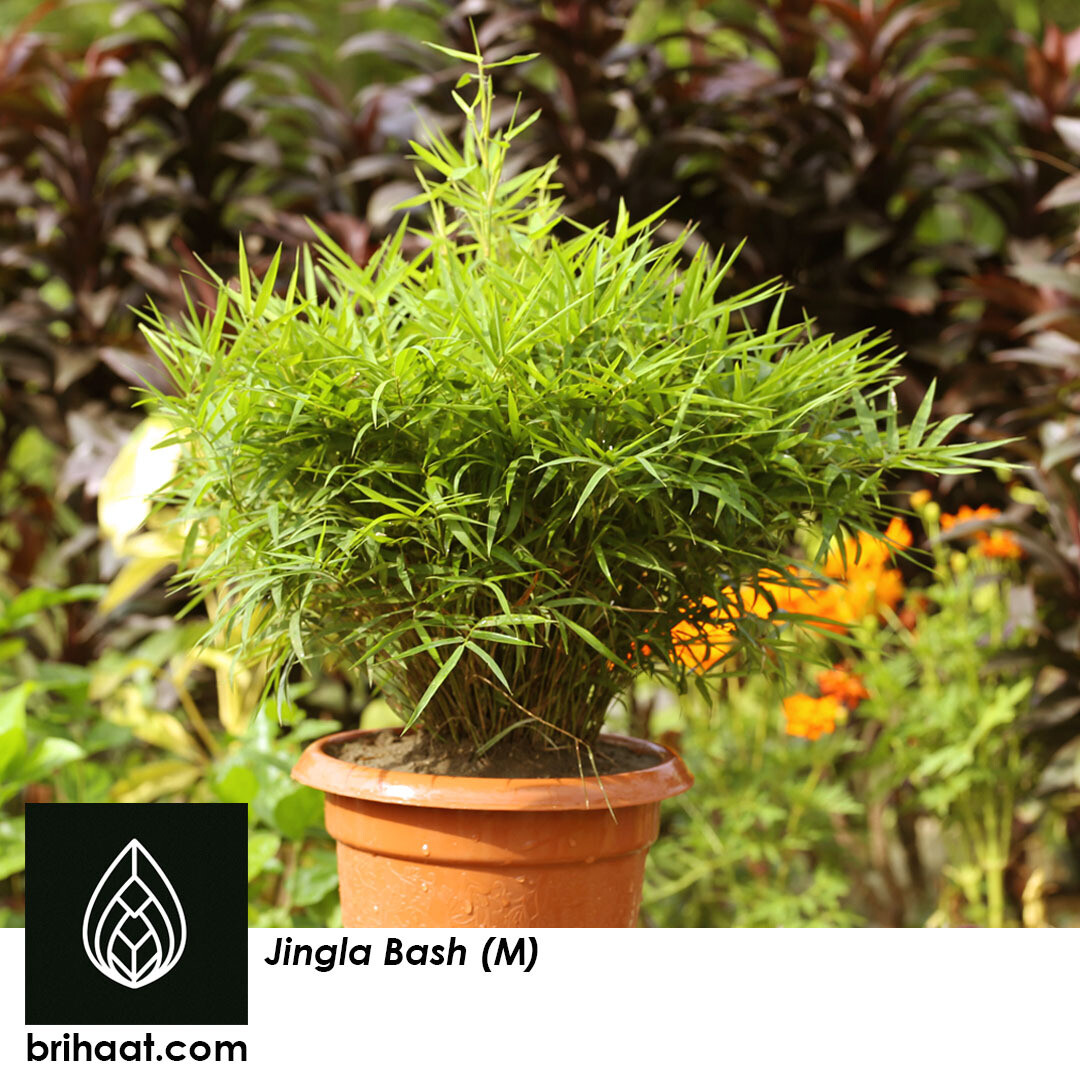 Jingla Bash ( জিংলা বাশ )