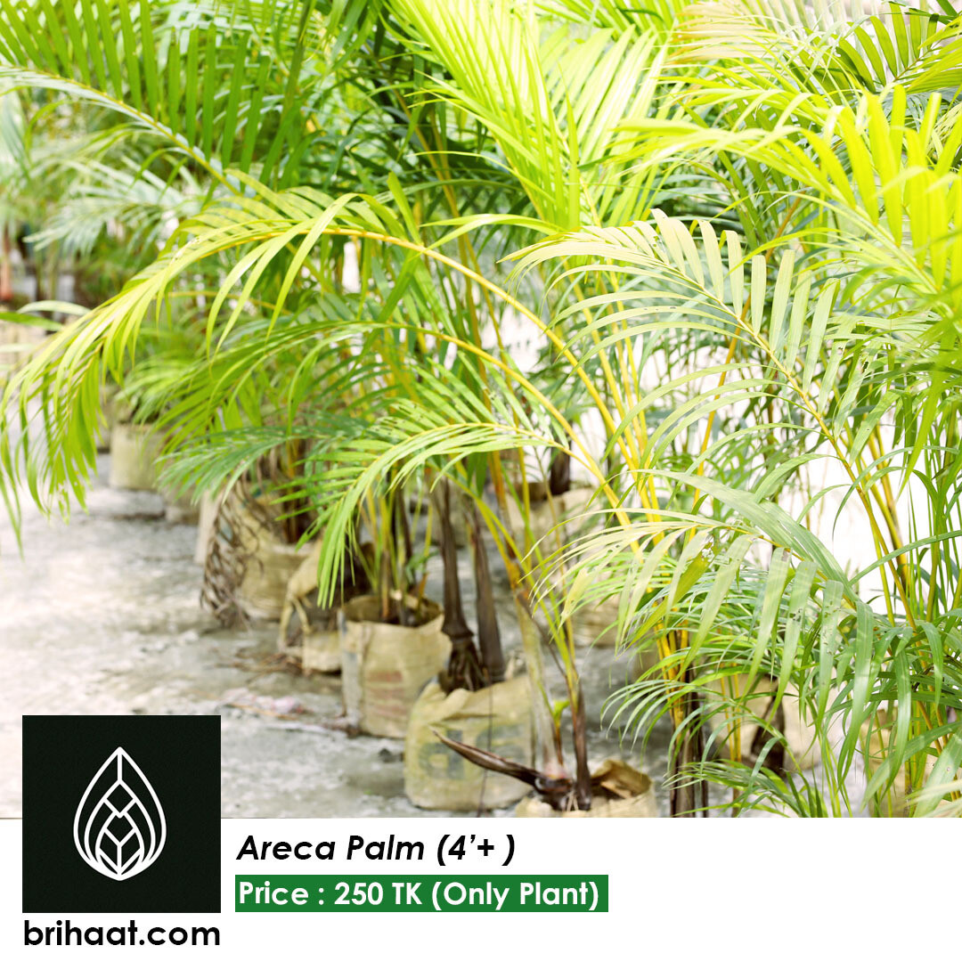 Areca Palm (around 3 feet)